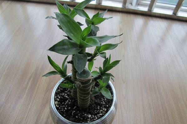 室内摆放七种可以转运的植物 室内摆放七种可以转运的植物