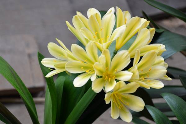 室内养这些花能转运哦 室内养这些花能转运哦