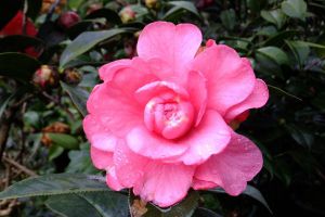 盆养茶花忌小苗大盆
