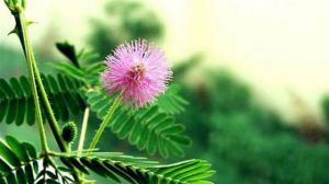含羞草的养护要点