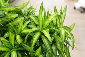 百合竹——适合客厅养的水养植物