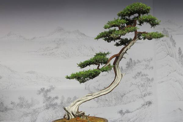 细数中国盆景艺术五大流派,牛! 细数中国盆景艺术五大流派,牛!