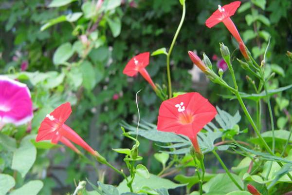 装扮阳台?这些藤本植物特适合知道不? 装扮阳台?这些藤本植物特适合知道不?