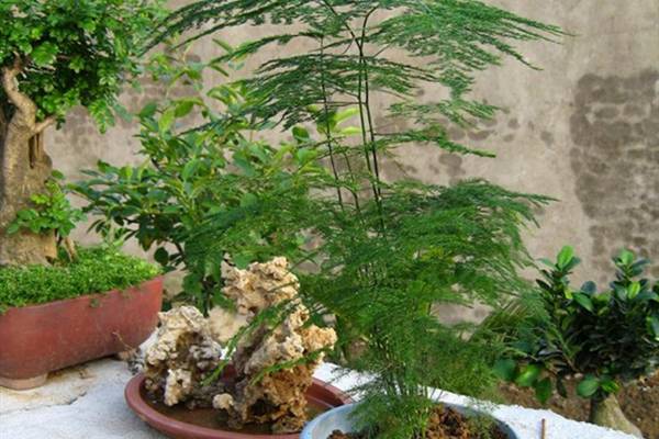 那些好养的花花草草,为什么还是养不活? 那些好养的花花草草,为什么还是养不活?