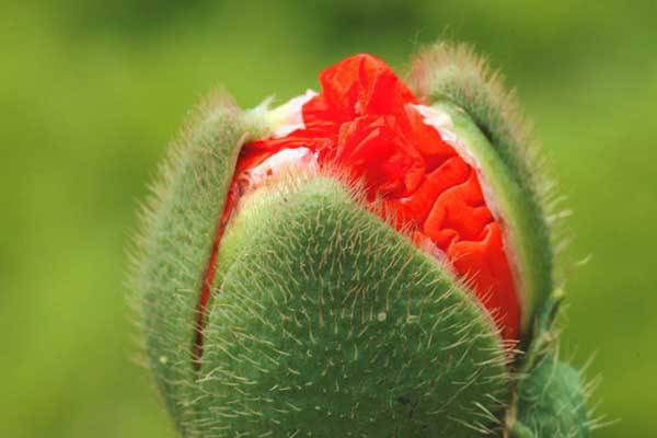 死亡之恋:罂粟花 死亡之恋:罂粟花