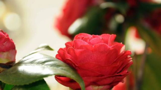 怎么正确给花浇水 怎么正确给花浇水