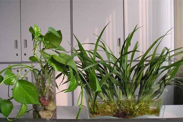 水养植物的取材方法 水养植物的取材方法