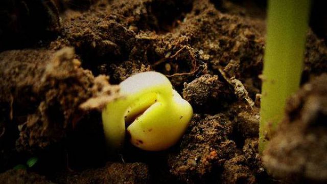 怎么往盆里装土 怎么往盆里装土