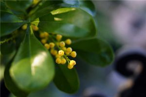 米兰花的花语及传说
