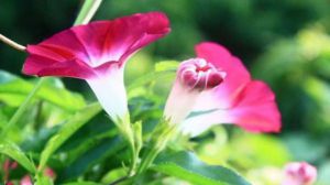 牵牛花的养殖方法和注意事项