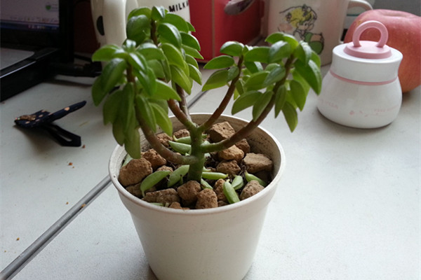 斧叶椒草掉叶子怎么办 斧叶椒草掉叶子怎么办