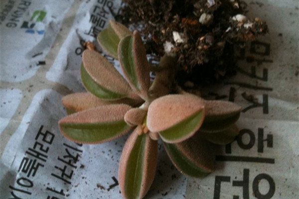 斧叶椒草烂茎怎么办 斧叶椒草烂茎怎么办