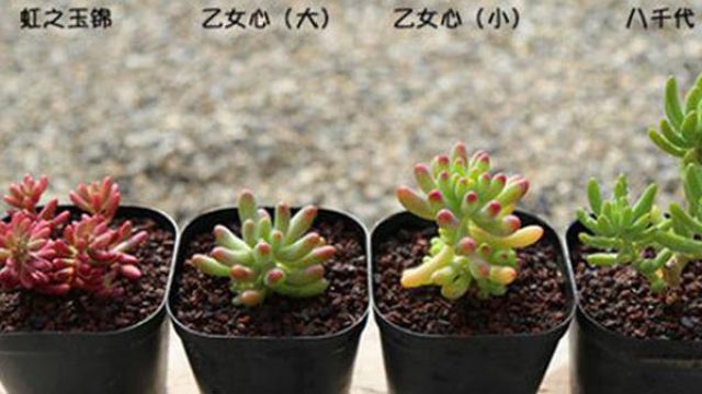 虹之玉、乙女心、八千代怎么区分 虹之玉、乙女心、八千代怎么区分