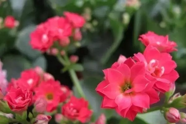 家里的花总是养不好,原因在这里 家里的花总是养不好,原因在这里