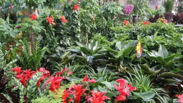 为什么刚买的植物说死就死了 为什么刚买的植物说死就死了