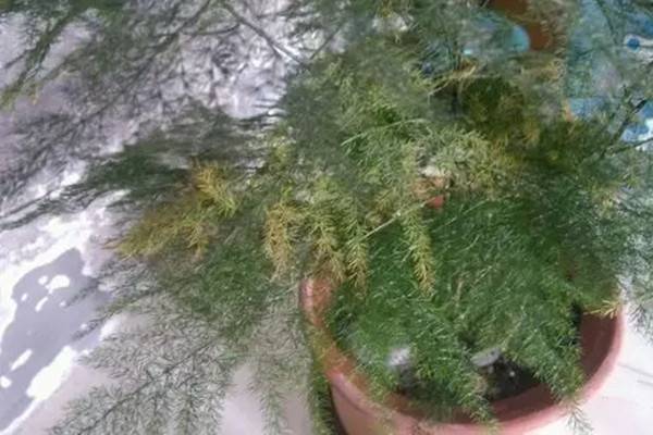 花卉焉了不要紧,这里有最全的补救措施 花卉焉了不要紧,这里有最全的补救措施