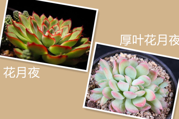花月夜与厚叶花月夜的区别 花月夜与厚叶花月夜的区别