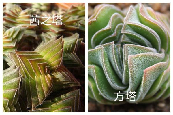 茜之塔和方塔的区别 茜之塔和方塔的区别