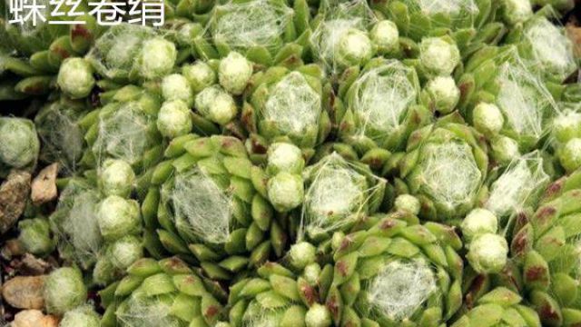 蛛丝卷绢和毛卷娟、红卷娟的区别 蛛丝卷绢和毛卷娟、红卷娟的区别