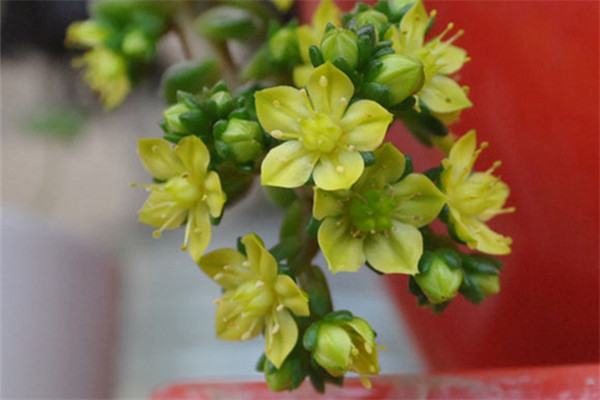 小玉开完花会死吗 小玉开完花会死吗