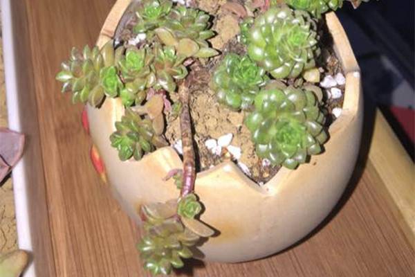 小玉烂根怎么办 小玉烂根怎么办