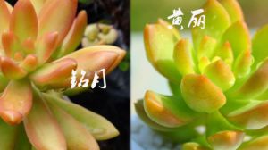 怎么区别黄丽和铭月