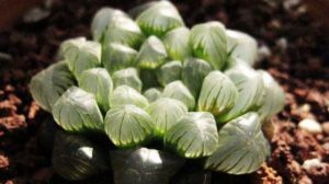 怎么养护十二卷多肉植物