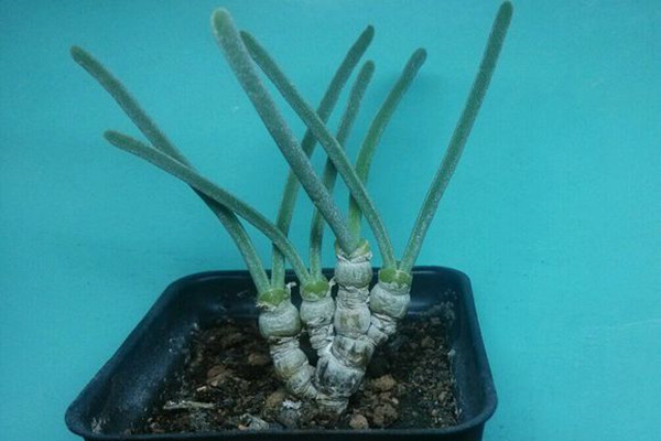 碧光环耳朵长长的是徒长了吗 碧光环耳朵长长的是徒长了吗