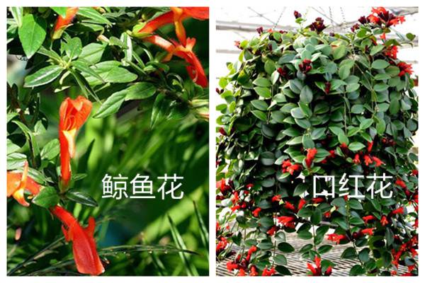 鲸鱼花和口红花的区别 鲸鱼花和口红花的区别