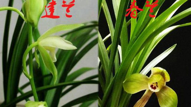 建兰与寒兰有什么区别 建兰与寒兰有什么区别
