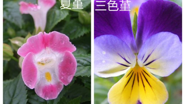 夏堇和三色堇的区别 夏堇和三色堇的区别