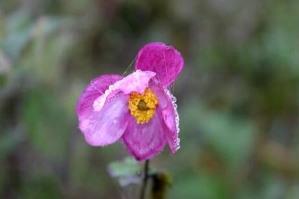 打碗花、打破碗花、打破碗碗花都是些什么植物 打碗花、打破碗花、打破碗碗花都是些什么植物