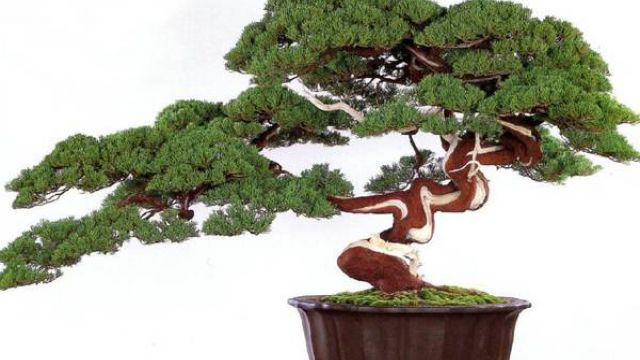 盆景用盆有什么讲究 盆景用盆有什么讲究