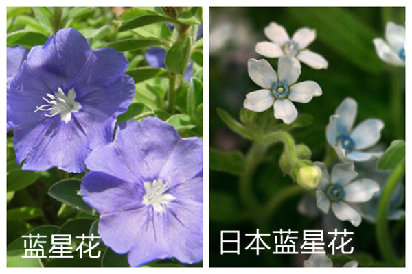 蓝星花和日本蓝星花的区别 蓝星花和日本蓝星花的区别