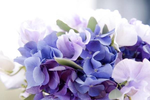 哪些花可以代表福禄寿喜 哪些花可以代表福禄寿喜