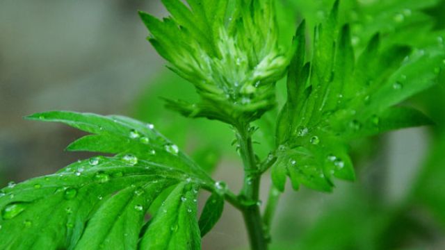 夏天养那些植物可以驱蚊 夏天养那些植物可以驱蚊