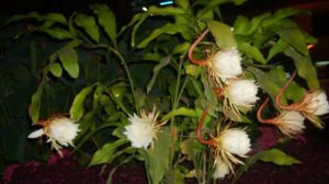 昙花对室内家居的影响