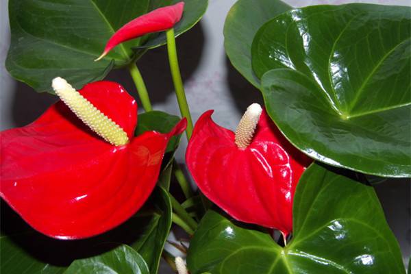 观叶植物冬天如何防寒防冻 观叶植物冬天如何防寒防冻