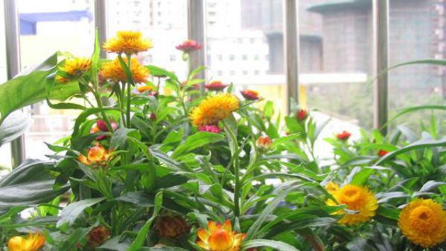 麦秆菊怎么播种 麦秆菊怎么播种