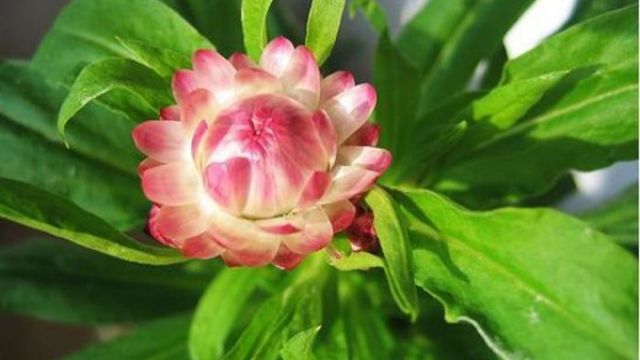 麦秆菊的四季养护方法 麦秆菊的四季养护方法