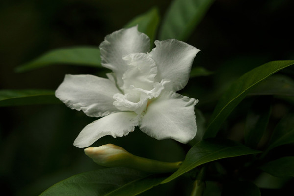 狗牙花的虫害及防治方法 狗牙花的虫害及防治方法