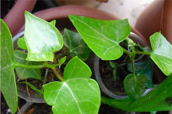 金玉菊的养殖方法 金玉菊的养殖方法