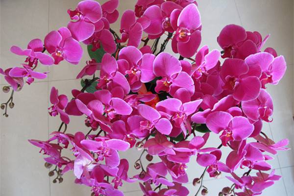 六种方法春节鲜花花期延长 六种方法春节鲜花花期延长