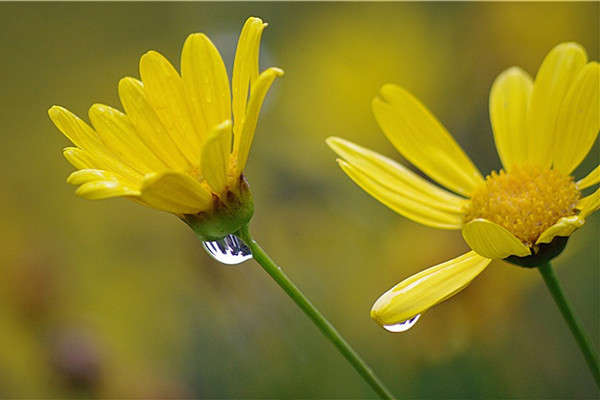 哪些盆花忌雨淋 哪些盆花忌雨淋