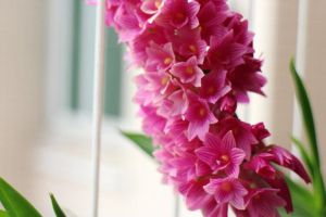 红花石斛常见虫害及防治方法