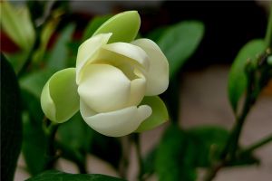 夜合花