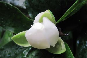 夜合花