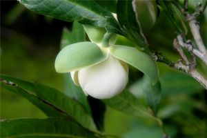 夜合花