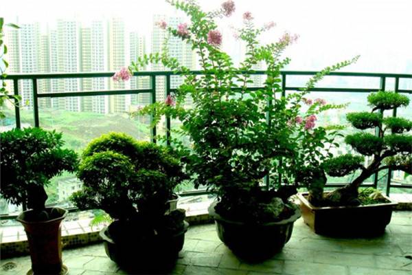 养花小窍门 养花小窍门