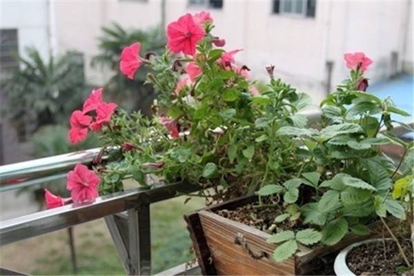 养花注意事项:肥料 养花注意事项:肥料